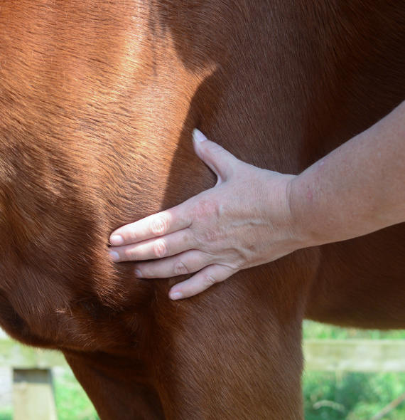 Shiatsu pour chevaux à Soignies, Le Roeulx, La Louvière